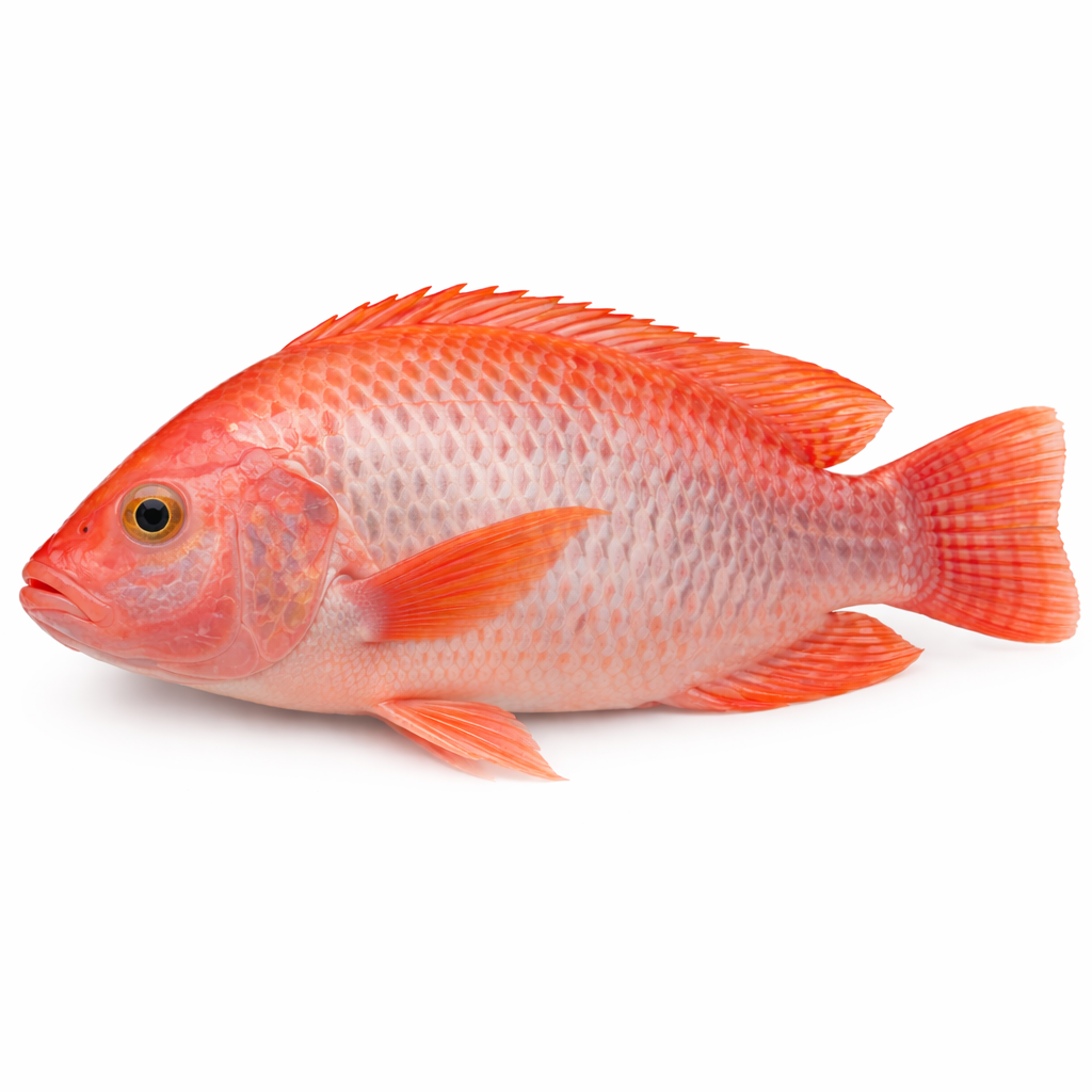 Red Tilapia Fish