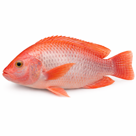 Red Tilapia Fish