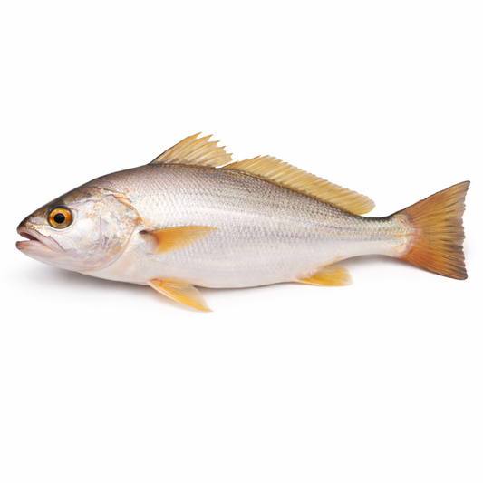 Crocker Fish - Small