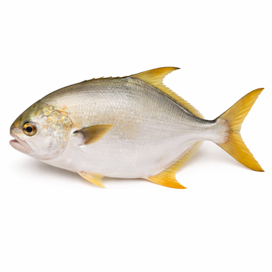 Golden Pompano
