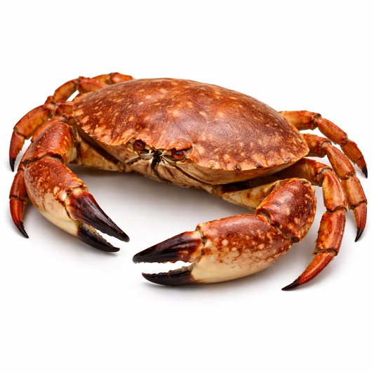Rock Crab