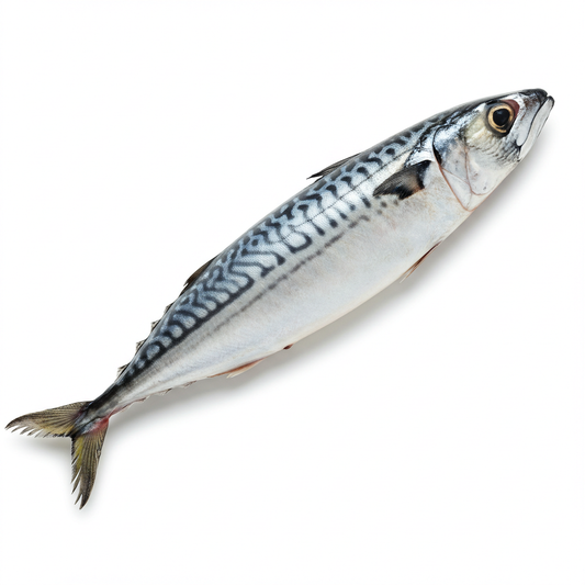 Mackerel