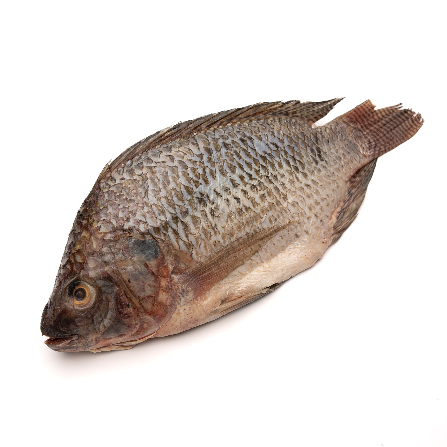Frozen Whole Tilapia