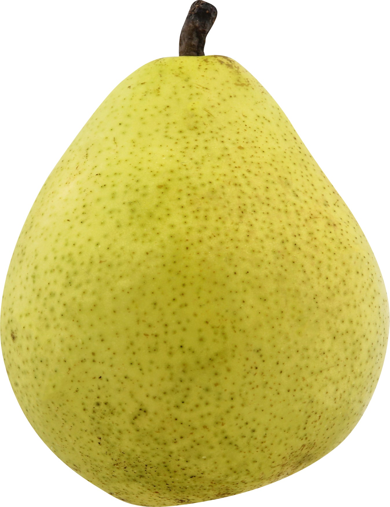 Anjou Pear - Small