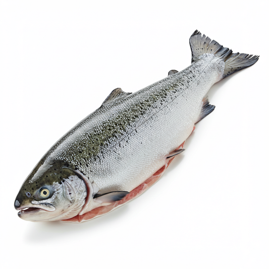 Whole Salmon